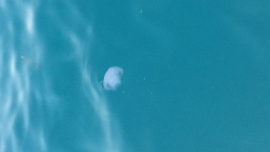 medusa da identificare